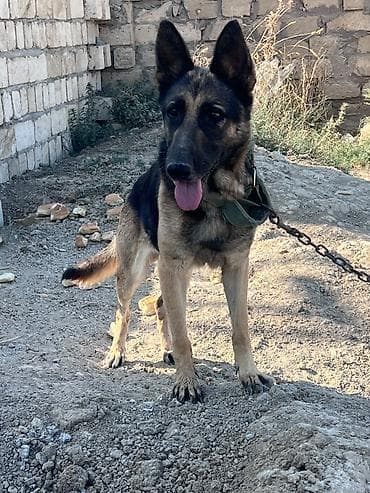 balaca it cinsi: Alman çoban iti, 1 il, Dişi, Peyvəndli, Ünvandan götürmə — 6