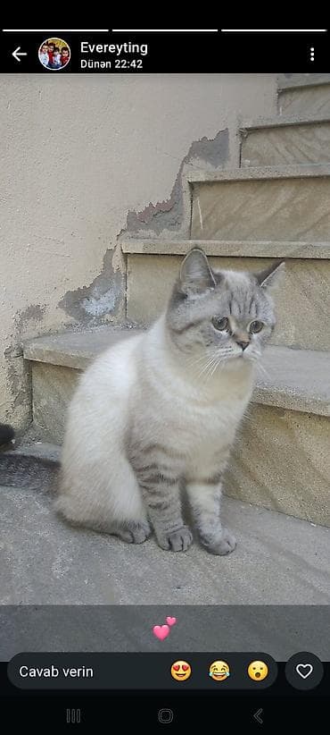 pisikler: Şinşilla — 1