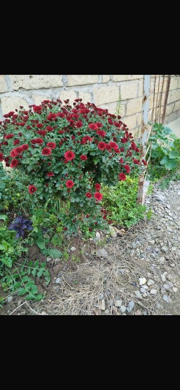 badamlı su 19 lt qiymeti: Xirizantema gülləri hər rəngdə var yalnız soyuq havalarda açır və kol — 1