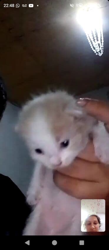 pişik şəkili: Türk anqora, Yaxşı əllərə — 4