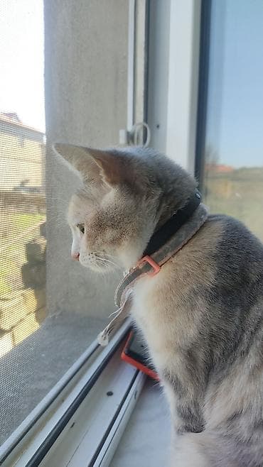 pisik şotlant: Dişi, Yaxşı əllərə — 1