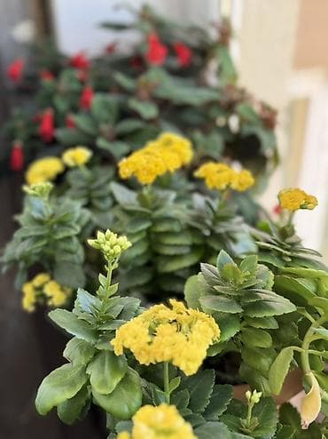 demir gul qablari: Sarı çiçəklənən Kalanxoe (Kalanchoe blossfeldiana) – saksı bitkisi - — 2