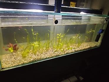 akvarium xırda balığı: 10 luq şüşədi uzunluq 1 metirdi eni 20 santimdi hündürlüyü 30 santmdı — 2