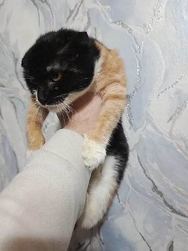 zvonok it satisi: Yaxşı əllərə — 8