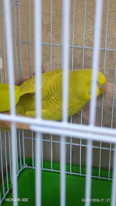 Gəmiricilər: Valnitsi tutuquşulardi bala quşlardi sari quş digərlərindən — 2