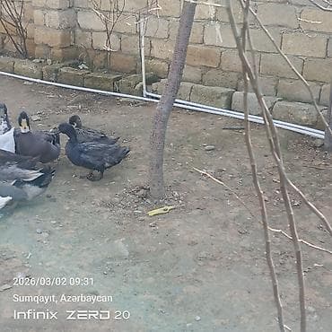 lal ordək balası: Qiymət fərqlidir bunu — 6