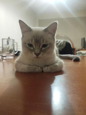 Erkək, Yaxşı əllərə