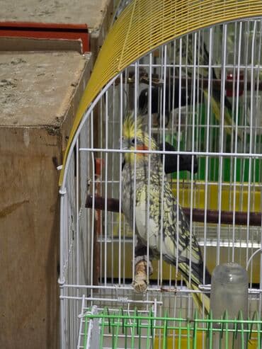 evde tisbaga saxlamaq olarmi: Salam altında 3 balası var tükələşibler 1 hefdeye yem yeyendilerana — 2