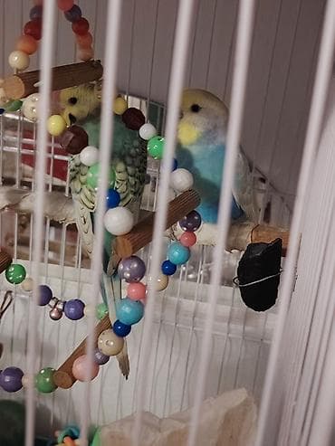 tutuquş: Cüt dalğalı tutuquşu (budgerigar) təqdim olunur. Şəkillərdə iki quş — 2