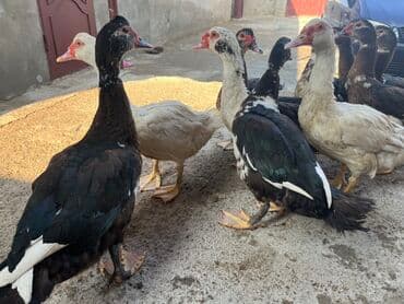 kayuqa ordək: Erkək, | Lal ördək, Ətlik, Ünvandan götürmə — 5