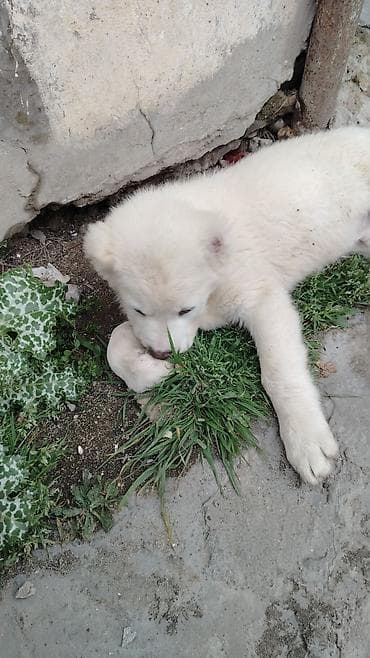 xaski ag: Ağ tüklü bala it – iri cins. - Qalın, sıx və yumşaq ağ kürk - Tünd — 4