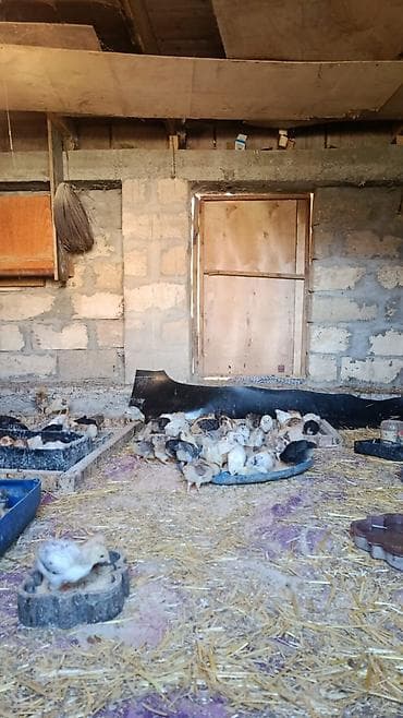 gəncə toyuq satan: Toyuq cücələri, Ətlik — 4