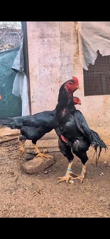 en ucuz at: Aseel tipli döyüşcü toyuqlar – iri cüssəli, hündür boyunlu və güclü — 8