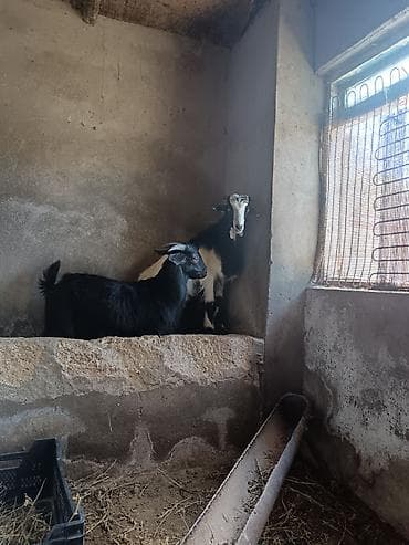 heyvanlar və balaları: Məhsul: Ev təsərrüfatı üçün keçilər 2 erkey çepiş 3 dene ana keçi — 2