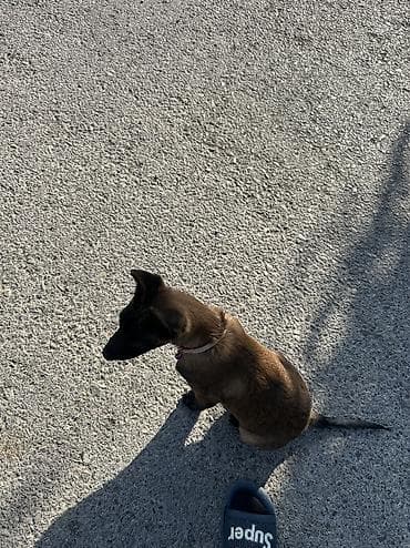toy pudel satisi: Belçika çoban iti — 8