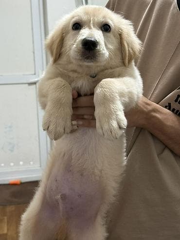 itlerin satışı: Retriever, 4 ay, Erkek — 3