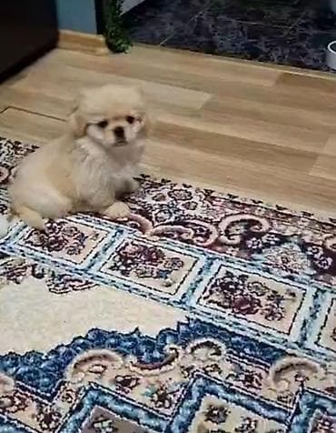 qoyun satisi: Pekines, 2 ay, Erkek — 1