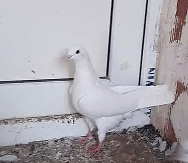 deve quşu: Tutulma 12 tuk dizden ciplag unvan suraxani — 3