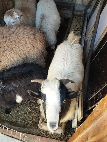 qara avstrolorp: Qoyun və keçilər – təsərrüfat üçün - Şəkillərdə müxtəlif rəngli yerli — 2