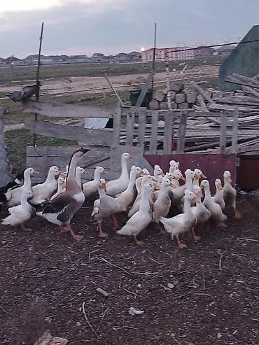 ordək yumurtasi: Salam popullu ördəklər satilir inşAllah yumurtaya düşəcəklər kim — 4