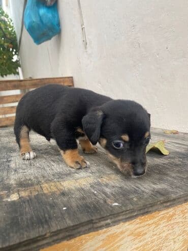 it satisi 2020: 2 ay, Erkek — 1