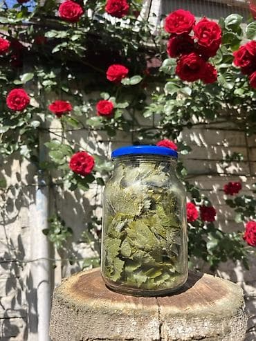 gence yemek sifarisi: 🍃 Seçilmiş tənək yarpaqları Ağzına qədər keyfiyyət 🌿 720 ML • 3₼ — 5