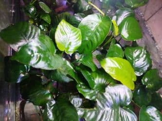 oskar balığı: Anibias Barteri Qiqant nadir növlərdən di yerli artım Y.Yasamal. 5 — 1