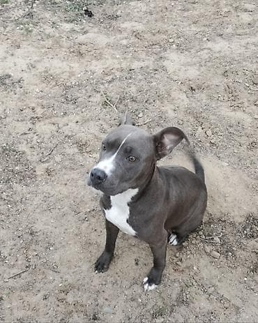 джек рассел терьер цена в баку: Питбуль, 2 месяца, Самец, С прививками — 4