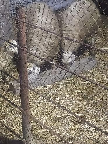 Heyvanlar üçün mallar: Məhsul: Qoyun və quzular

Təsvir:Ekiz qoyunlar — 7