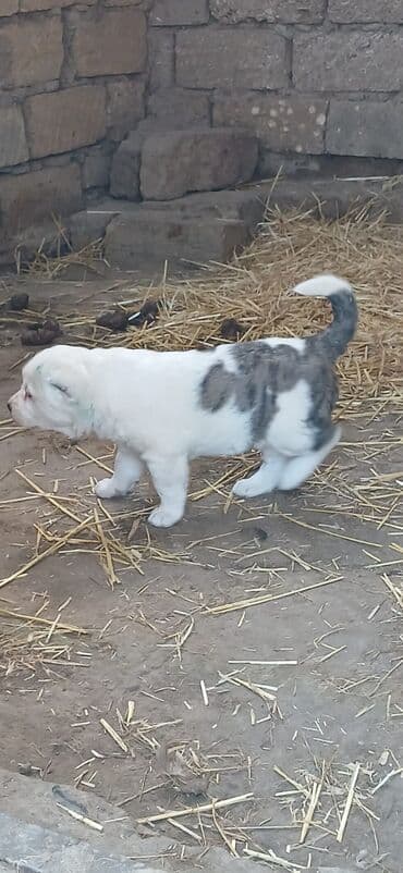 Lexus: Alabay, 1 ay, Erkek, Peyvəndli, Ödənişli çatdırılma — 7