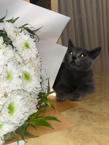 pişik üçün tualet: Amerikan Shorthair, Yaxşı əllərə — 2