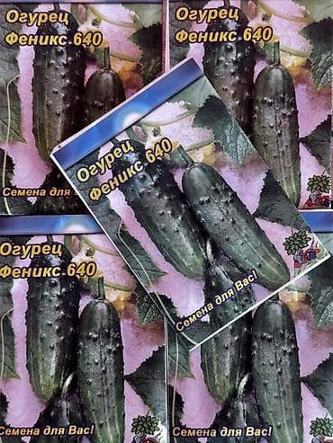 salat: Toxum dəsti – pomidor və xiyar sortları Məhsulun tərkibi (poliqrafik — 4