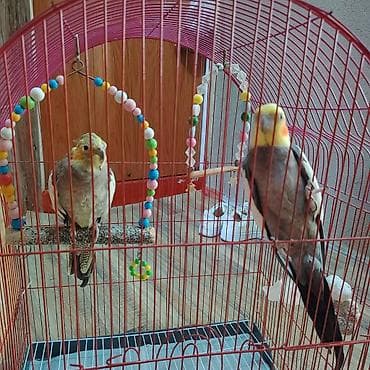 qumru quşu rusca: Korella quwlari,boyuk qefesi 2 eded.usdunde yuvasinida verecem.ciddi — 4