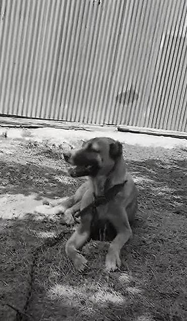 Məhsul: İtlər üçün möhkəm metal zəncir və yaxalıq dəsti Təsvir: -