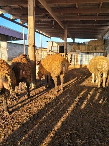 qoyun şəkli: Ətlik quzular diri çəkisi 9 m Biləsuvarda əlaqə — 4