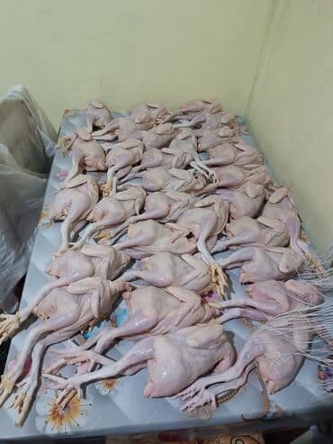 Digər kənd təsərrüfatı heyvanları: Toyuq, Damazlıq, Ünvandan götürmə — 4