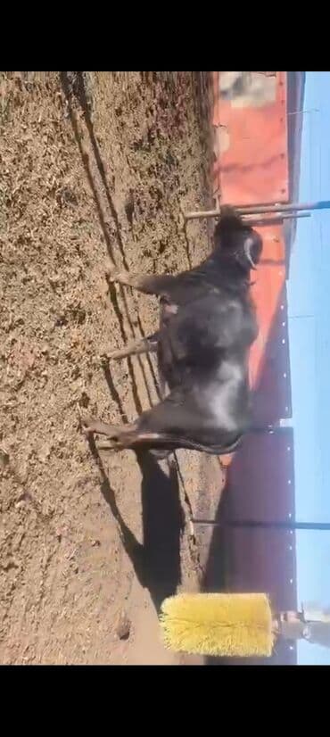 Toyota: Qisir camisdi 2700 azn — 4