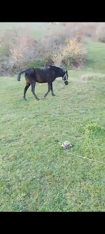 alman afcarkasi qiymeti: Erkək, il: 3, Ünvandan götürmə — 2