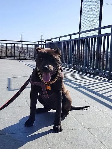 Pitbul, 1 ay