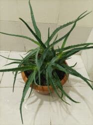 Уличные растения: Aloe vera — 9