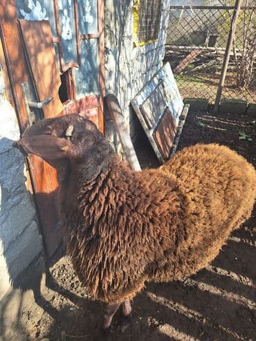 darling it yemi: Qəhvəyi yunlu qoyun - Cins: yerli ət‑yun istiqamətli (qəhvəyi rəngdə — 3