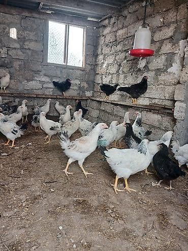 bakıda it satışı: ‼️ Təcili Satılır ‼️ 35 ədəd 5 aylıq colpalar satılır tam — 2