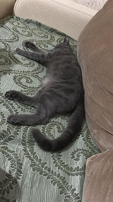 ağ pişiy: Rus mavi, Erkək, Yaxşı əllərə, Ünvandan götürmə — 2