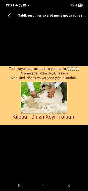 özcan zeynep örme: Məhsul: Təbii, yuyulmuş və artdanmış qoyun yunu - Tam təmizlənmiş və — 1