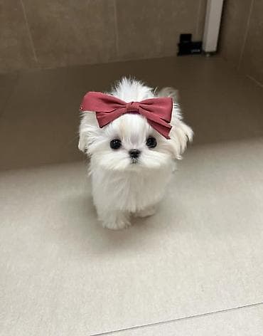 Şpitz, 2 ay, Sənədli