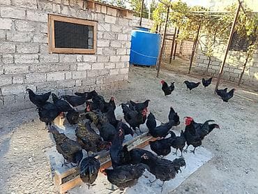 detoxic qurd dermani: Alman cinsi olan həm ətlik həmdə yumurtalıq astralop toyuqlarının — 4