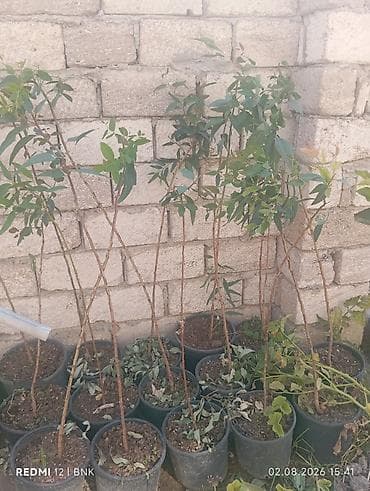 findiq tingleri: Evkalipt (Eucalyptus) tingləri – qablarda - Növ: Evkalipt ağacı — 1
