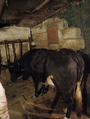 iney sekilleri: Salam 7ay yarımlıq boğazdı birinci qarına düyədi qarnındaki bala süni — 6