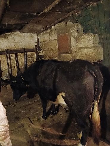 Digər heyvanlar: 1 ci qarına düyədi balalamağına bir aya on gün qalıb heyvan özü yaxşı — 7