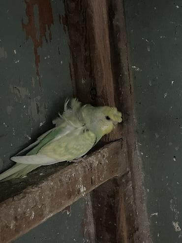 Птицы: Japonesler 6.7 ayliq 20 azn — 2